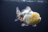 Juvenile Lionchu  Red White 3.5 Inch (ID#318R11a-16) Free2Day SHIPPING