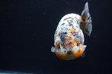 Jumbo Ranchu  Calico 4.5 Inch (ID#0110R14a-112)