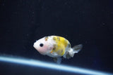 Baby Ranchu  Calico 2.5 Inch (ID#1025R9c-48) Free2Day SHIPPING