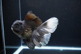 Thai Oranda  Panda 6.5 Inch (ID#1119To6c-114)