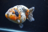 Jumbo Ranchu  Calico 4.5 Inch (ID#0110R14a-112)