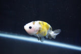 Baby Ranchu  Calico 2.5 Inch (ID#1025R9c-48) Free2Day SHIPPING