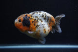 Jumbo Ranchu  Calico 4.5 Inch (ID#0110R14a-112)