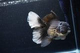 Thai Oranda  Panda 6.5 Inch (ID#1119To6c-114)