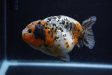 Jumbo Ranchu  Calico 4.5 Inch (ID#0110R14a-112)