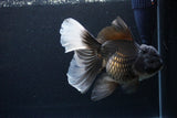 Thai Oranda  Panda 6.5 Inch (ID#1119To6c-114)