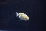 Baby Ranchu  Calico 2.5 Inch (ID#1025R9c-49) Free2Day SHIPPING