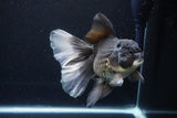 Thai Oranda  Panda 6.5 Inch (ID#1119To6c-114)