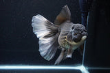 Thai Oranda  Panda 6.5 Inch (ID#1119To6c-114)