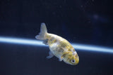 Baby Ranchu  Calico 2.5 Inch (ID#1025R9c-49) Free2Day SHIPPING