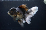 Thai Oranda  Panda 6.5 Inch (ID#1119To6c-114)