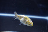 Baby Ranchu  Calico 2.5 Inch (ID#1025R9c-49) Free2Day SHIPPING