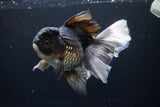 Thai Oranda  Panda 6.5 Inch (ID#1119To6c-114)