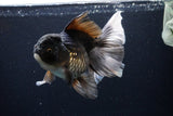 Thai Oranda  Panda 6.5 Inch (ID#1119To6c-114)