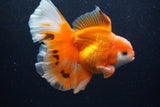 Thai Oranda  Red White 6 Inch (ID#0110T2b-69) Free2Day SHIPPING