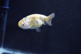 Baby Ranchu  Calico 2.5 Inch (ID#1025R9c-49) Free2Day SHIPPING