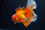 Thai Oranda  Red White 6 Inch (ID#0110T2b-69) Free2Day SHIPPING