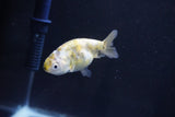 Baby Ranchu  Calico 2.5 Inch (ID#1025R9c-49) Free2Day SHIPPING