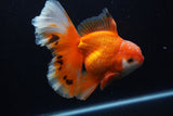 Thai Oranda  Red White 6 Inch (ID#0110T2b-69) Free2Day SHIPPING