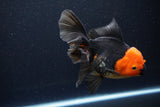 Thai Oranda  Red Black 5.5 Inch (ID#1119To6c-115)