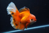 Thai Oranda  Red White 6 Inch (ID#0110T2b-69) Free2Day SHIPPING