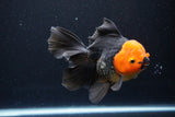 Thai Oranda  Red Black 5.5 Inch (ID#1119To6c-115)