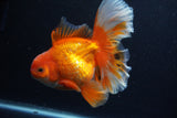 Thai Oranda  Red White 6 Inch (ID#0110T2b-69) Free2Day SHIPPING