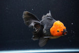 Thai Oranda  Red Black 5.5 Inch (ID#1119To6c-115)