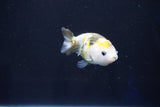 Baby Ranchu  Calico 2.5 Inch (ID#1025R9c-50) Free2Day SHIPPING