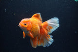 Thai Oranda  Red White 6 Inch (ID#0110T2b-69) Free2Day SHIPPING