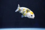 Baby Ranchu  Calico 2.5 Inch (ID#1025R9c-50) Free2Day SHIPPING