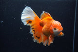 Thai Oranda  Red White 6 Inch (ID#0110T2b-69) Free2Day SHIPPING