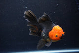 Thai Oranda  Red Black 5.5 Inch (ID#1119To6c-115)