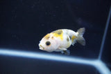 Baby Ranchu  Calico 2.5 Inch (ID#1025R9c-50) Free2Day SHIPPING