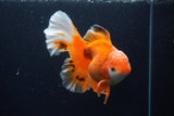 Thai Oranda  Red White 6 Inch (ID#0110T2b-69) Free2Day SHIPPING