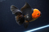 Thai Oranda  Red Black 5.5 Inch (ID#1119To6c-115)