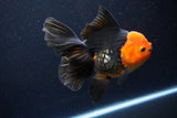 Thai Oranda  Red Black 5.5 Inch (ID#1119To6c-115)