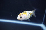 Baby Ranchu  Calico 2.5 Inch (ID#1025R9c-50) Free2Day SHIPPING