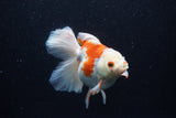 Thai Oranda  Red White 5.5 Inch (ID#0110T2b-70) Free2Day SHIPPING