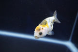 Baby Ranchu  Calico 2.5 Inch (ID#1025R9c-50) Free2Day SHIPPING