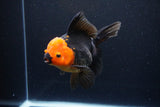 Thai Oranda  Red Black 5.5 Inch (ID#1119To6c-115)