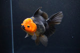 Thai Oranda  Red Black 5.5 Inch (ID#1119To6c-115)