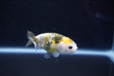 Baby Ranchu  Calico 2.5 Inch (ID#1025R9c-50) Free2Day SHIPPING