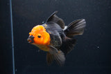 Thai Oranda  Red Black 5.5 Inch (ID#1119To6c-115)