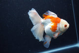 Thai Oranda  Red White 5.5 Inch (ID#0110T2b-70) Free2Day SHIPPING