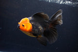 Thai Oranda  Red Black 5.5 Inch (ID#1119To6c-115)