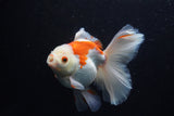 Thai Oranda  Red White 5.5 Inch (ID#0110T2b-70) Free2Day SHIPPING