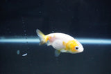 Baby Ranchu  Calico 2.5 Inch (ID#1025R9c-51) Free2Day SHIPPING