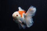 Thai Oranda  Red White 5.5 Inch (ID#0110T2b-70) Free2Day SHIPPING