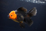 Thai Oranda  Red Black 5.5 Inch (ID#1119To6c-115)